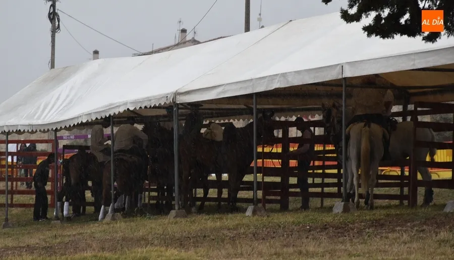 Foto 3 - La lluvia altera la jornada sabatina de la Feria del Caballo con suspensiones y cambios