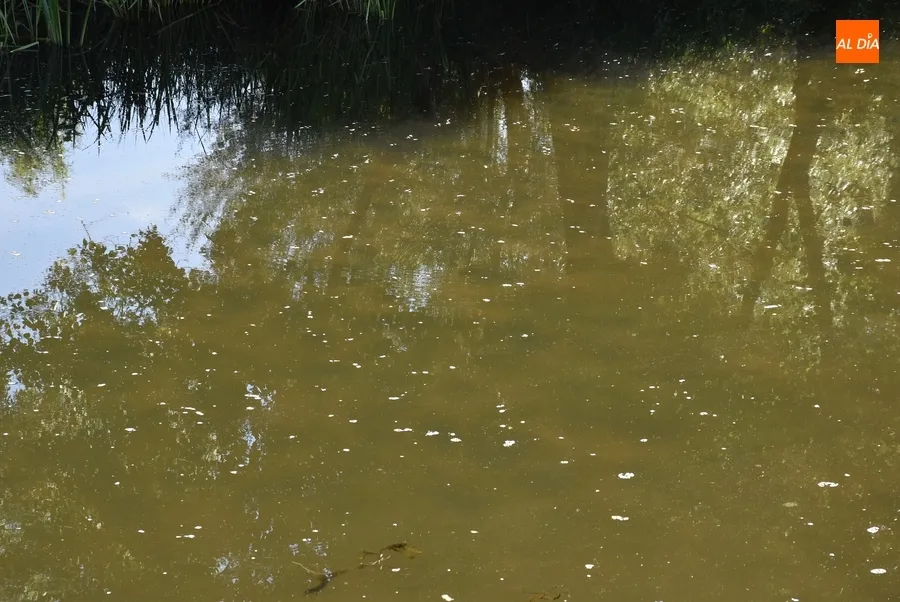 Foto 3 - El r&iacute;o &Aacute;gueda presenta de nuevo restos de un vertido