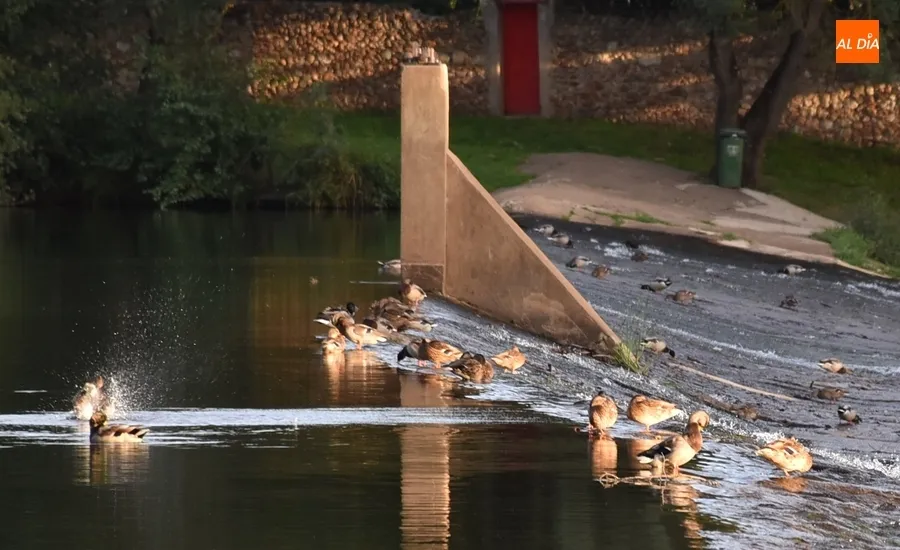 Foto 8 - Los patos se quedan al mando de La Pesquera en la despedida del verano