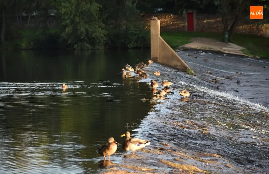 Foto 10 - Los patos se quedan al mando de La Pesquera en la despedida del verano