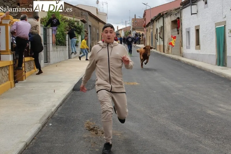 En el segundo encierro de Bañobárez se corieron tres vacas y un novillo al estilo tradicional / SILVESTRE  