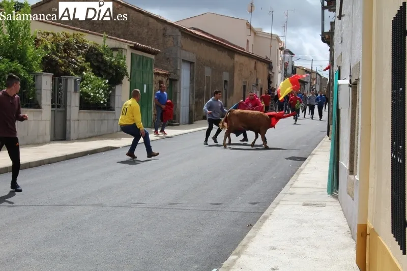 En el segundo encierro de Bañobárez se corieron tres vacas y un novillo al estilo tradicional / SILVESTRE  