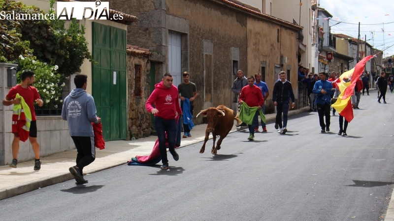 En el segundo encierro de Bañobárez se corieron tres vacas y un novillo al estilo tradicional / SILVESTRE  