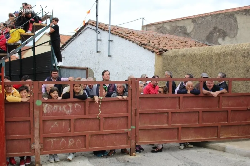 En el segundo encierro de Bañobárez se corieron tres vacas y un novillo al estilo tradicional / SILVESTRE  