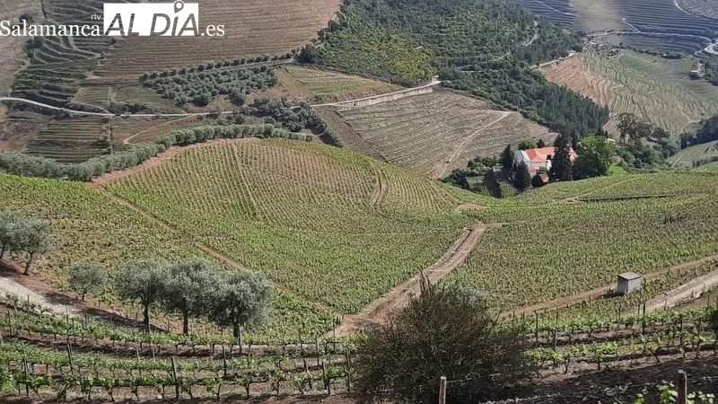 Paisajes vinateros del Alto Douro Patrimonio Mundial (Portugal) MARTÍN-GARAY