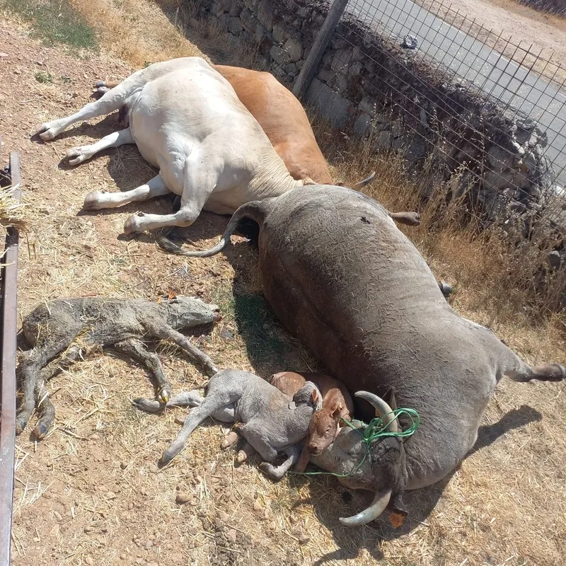 Imágenes cedidas por la Asaciación de Ganaderos '19 de Abril' 