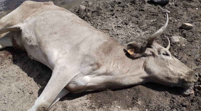 El aumento de muertes en el ganado vacuno por EHE ha colapsado aún más el servicio de recogida de cadáveres de animales / FOTO: ASOCIACIÓN '19 DE ABRIL' 