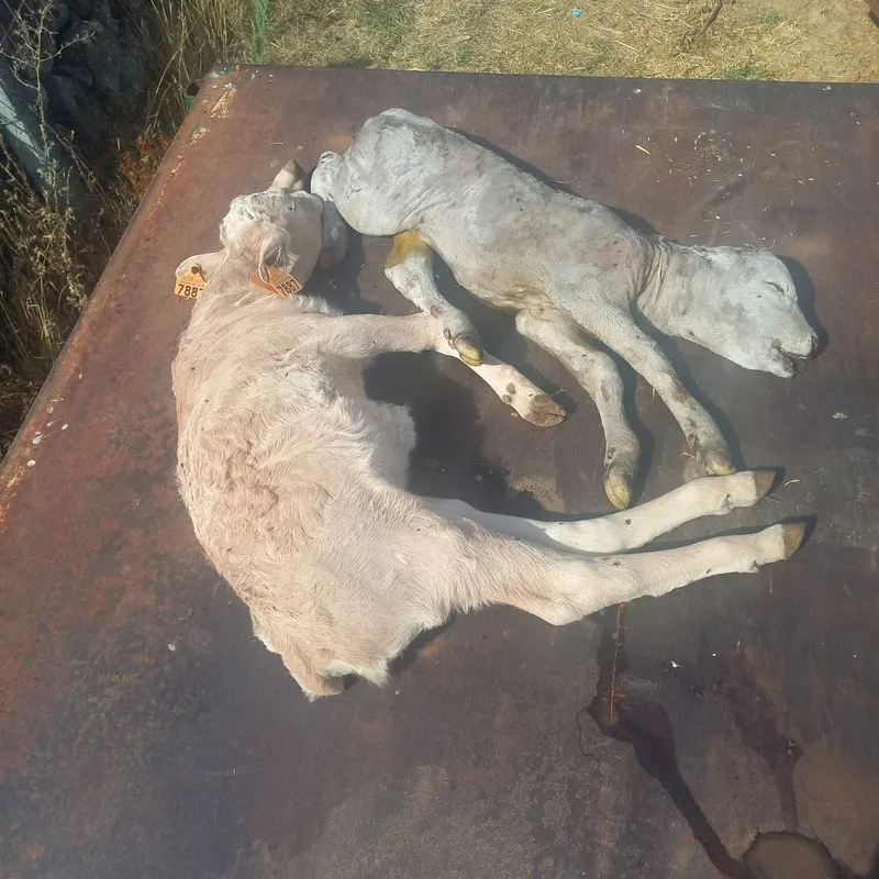 Imágenes cedidas por la Asaciación de Ganaderos '19 de Abril' 