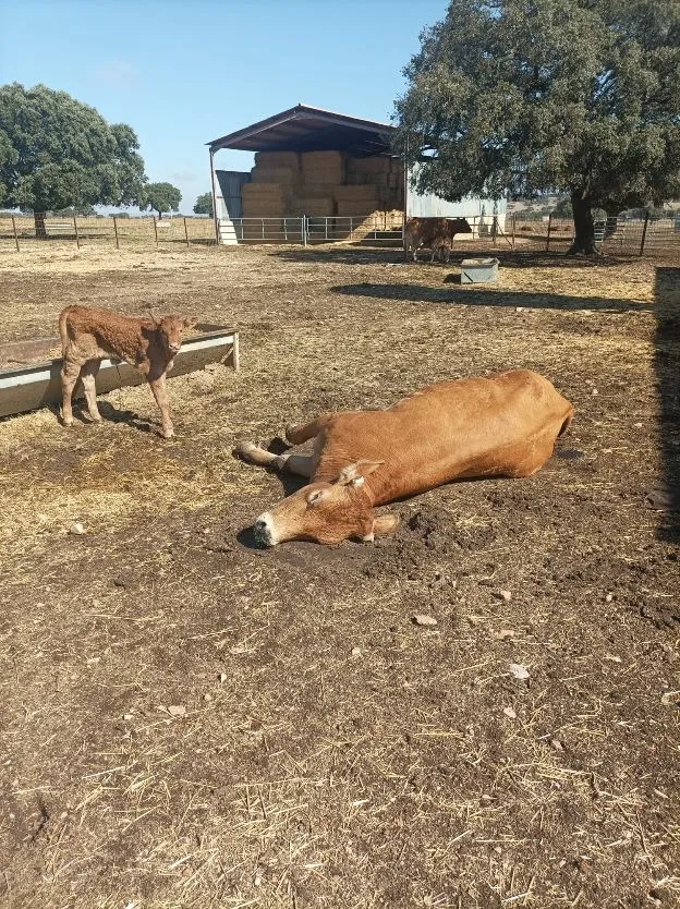 Imágenes de animales afectado por la enfermedad hemorrágica epizoótica