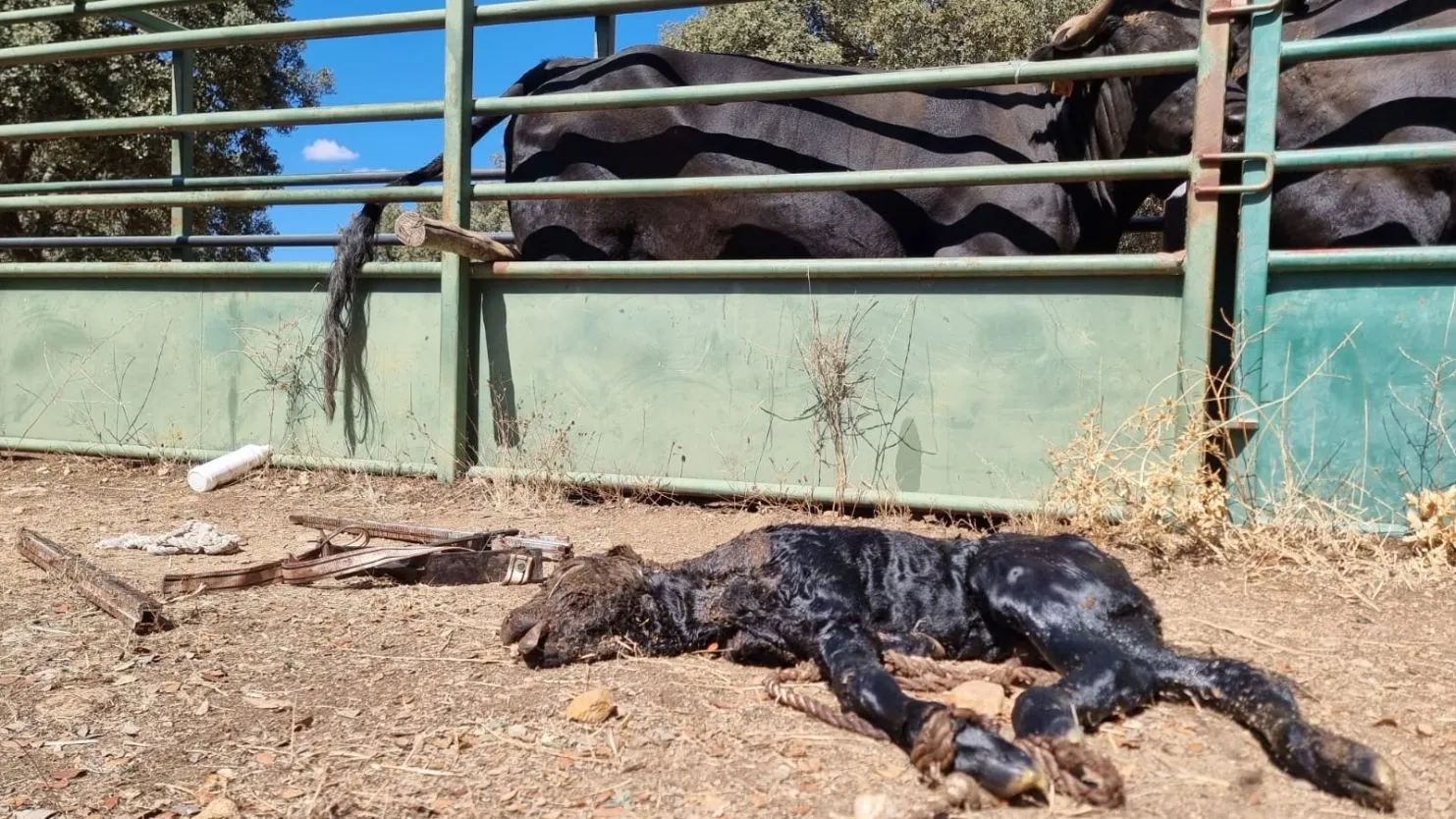 Imágenes de animales afectado por la enfermedad hemorrágica epizoótica