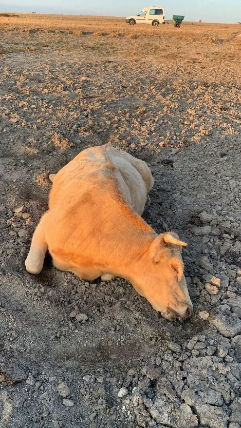 Imágenes de animales afectado por la enfermedad hemorrágica epizoótica