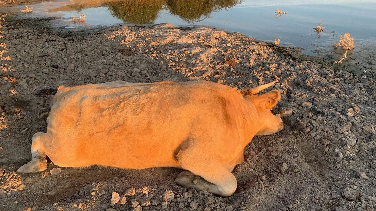 Imágenes de animales afectado por la enfermedad hemorrágica epizoótica