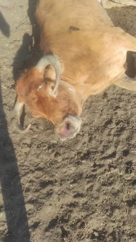 Imágenes de animales afectado por la enfermedad hemorrágica epizoótica