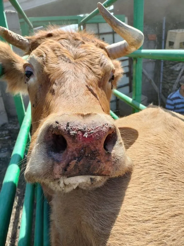 Imágenes de animales afectado por la enfermedad hemorrágica epizoótica
