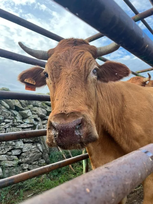 Imágenes de animales afectado por la enfermedad hemorrágica epizoótica