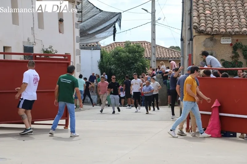 Gran juego el que dieron en el encierro de Villares de Yeltes las reses de Orive, tres vacas y un novillo bien presentado / CORRAL 