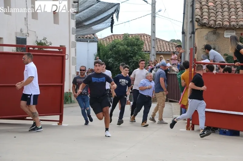 Gran juego el que dieron en el encierro de Villares de Yeltes las reses de Orive, tres vacas y un novillo bien presentado / CORRAL 