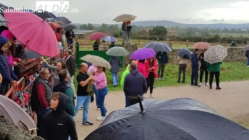 Emocionante encierro a caballo con novillos de José Cruz en Bañobárez / CORRAL Y SÁNCHEZ