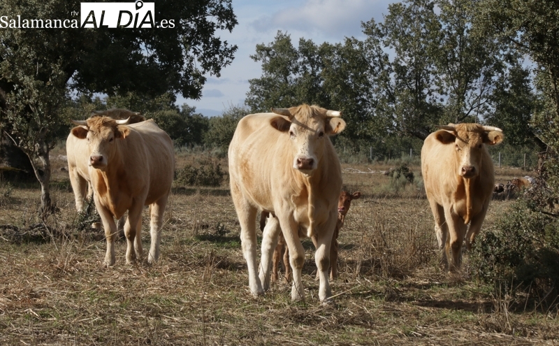 Mercado de ganado y lonja de Salamanca del 25 de septiembre de 2023