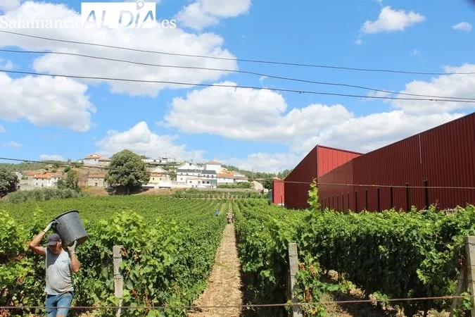 Vendimia en Favaios (Alijó, Portugal) | MARTÍN-GARAY