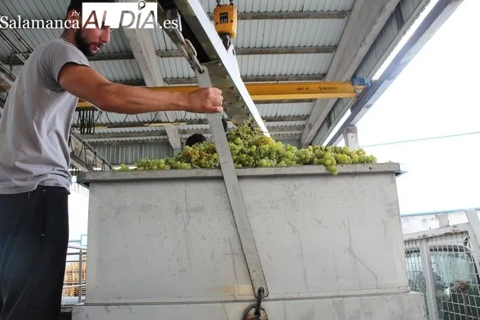 Recibiendo la uva en la Bodega Cooperativa de Favaios (Alijó, Portugal) MARTÍN-GARAY