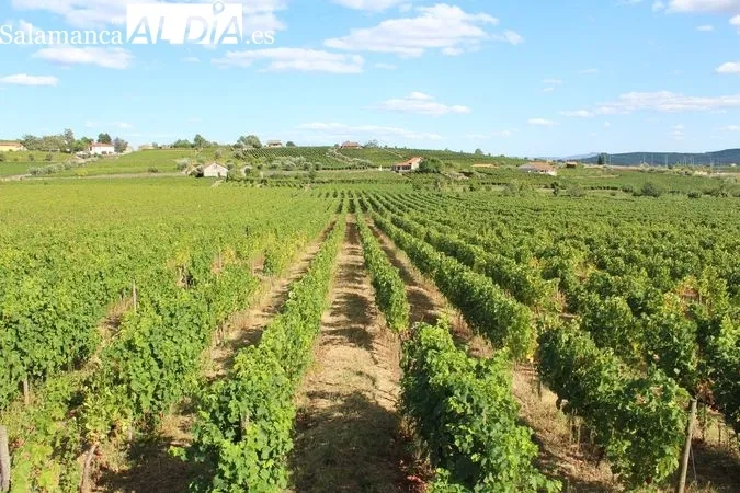 Viñedos en Favaios (Alto Douro Vinhateiro, Portugal) MARTÍN-GARAY