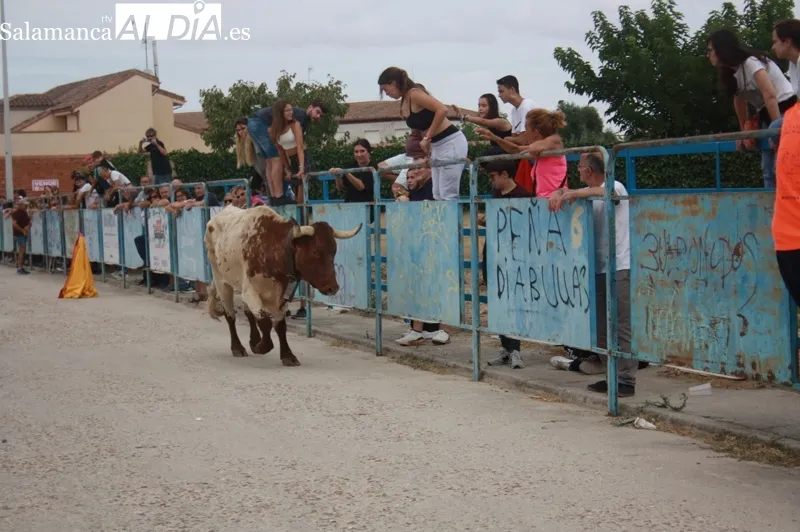 Macotera vivía este sábado el I Toro de Cajón en las fiestas de la virgen de la encina