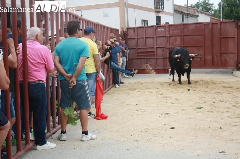 Macotera vivía este sábado el I Toro de Cajón en las fiestas de la virgen de la encina