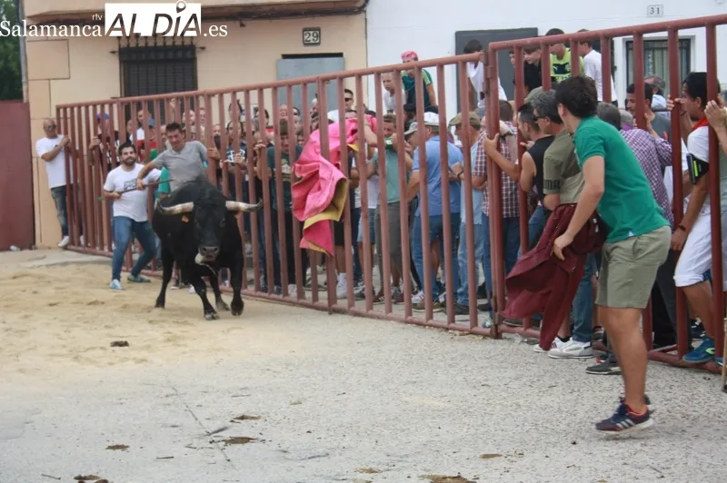 Macotera vivía este sábado el I Toro de Cajón en las fiestas de la virgen de la encina
