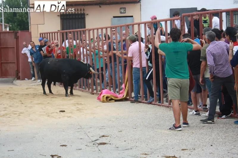 Macotera vivía este sábado el I Toro de Cajón en las fiestas de la virgen de la encina