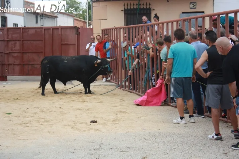 Macotera vivía este sábado el I Toro de Cajón en las fiestas de la virgen de la encina
