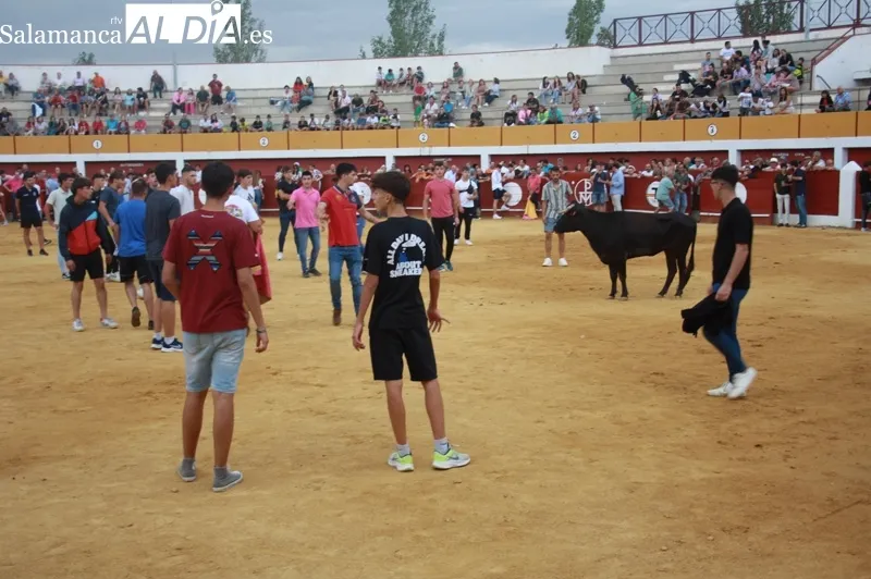 La Plaza de toros de Macotera vivía una animada tarde de vaquillas