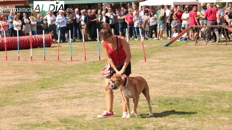 La Asociación Canina Albadekán rfealizará una demostración de adiestramiento básico de perros / CORRAL