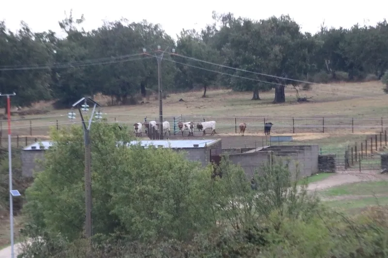 Emocionante encierro a caballo con novillos de José Cruz en Bañobárez / CORRAL Y SÁNCHEZ