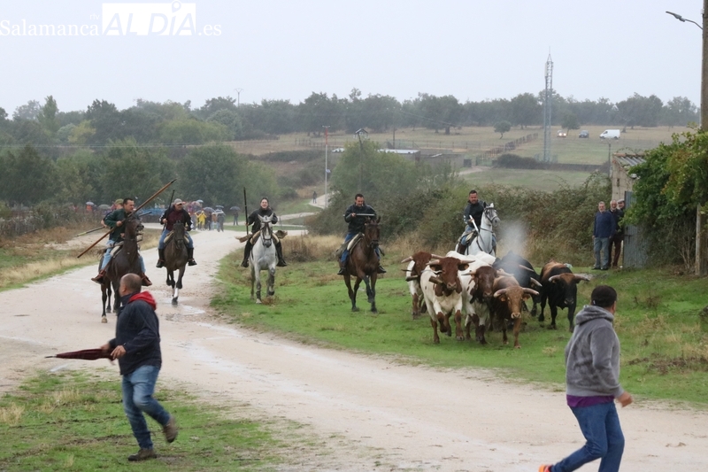 Emocionante encierro a caballo con novillos de José Cruz en Bañobárez / CORRAL Y SÁNCHEZ