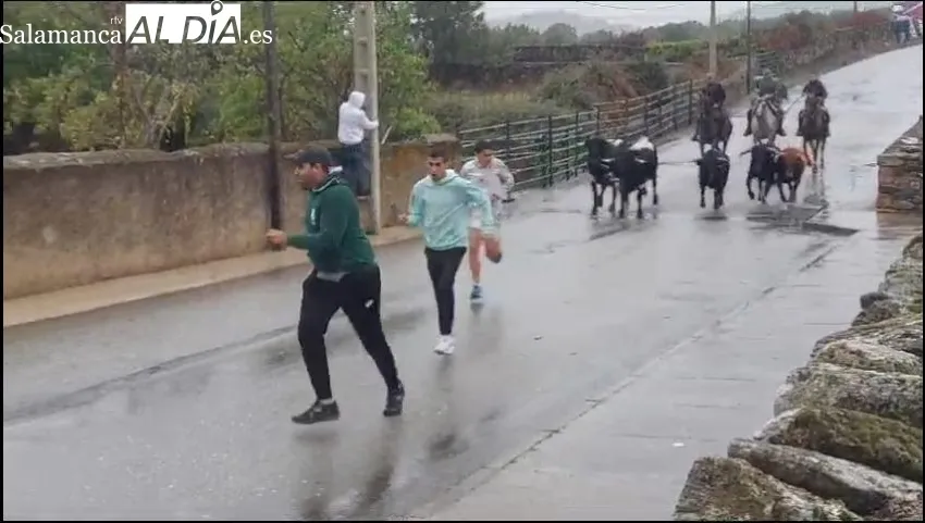 La lluvia deslució el primer encierro a caballo de las fiestas en Barruecopardo 