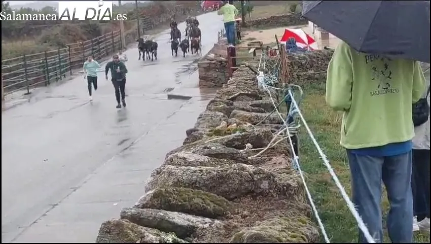 La lluvia deslució el primer encierro a caballo de las fiestas en Barruecopardo 