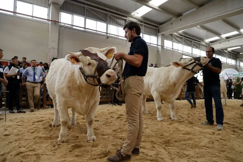 Foto 8 - Resultados de los concursos de ganado celebrados este domingo en Salamaq