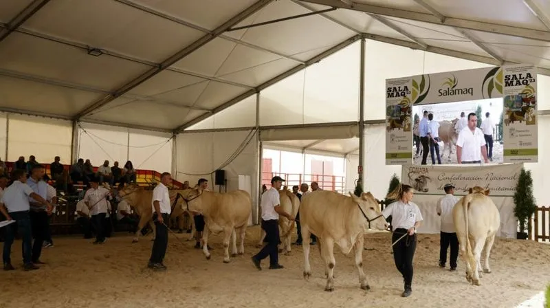 Foto 7 - Resultados de los concursos de ganado celebrados este domingo en Salamaq