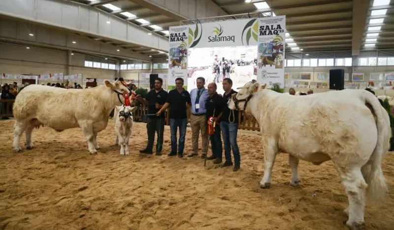 Foto 6 - Resultados de los concursos de ganado celebrados este domingo en Salamaq