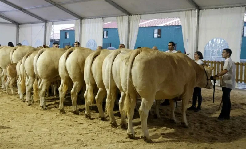 Foto 3 - Resultados de los concursos de ganado celebrados este domingo en Salamaq