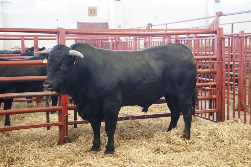 Animales expuestos en la feria Salamaq 2023