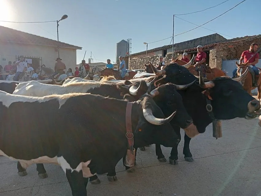 Exhibición trabajo con bueyes en Martillán