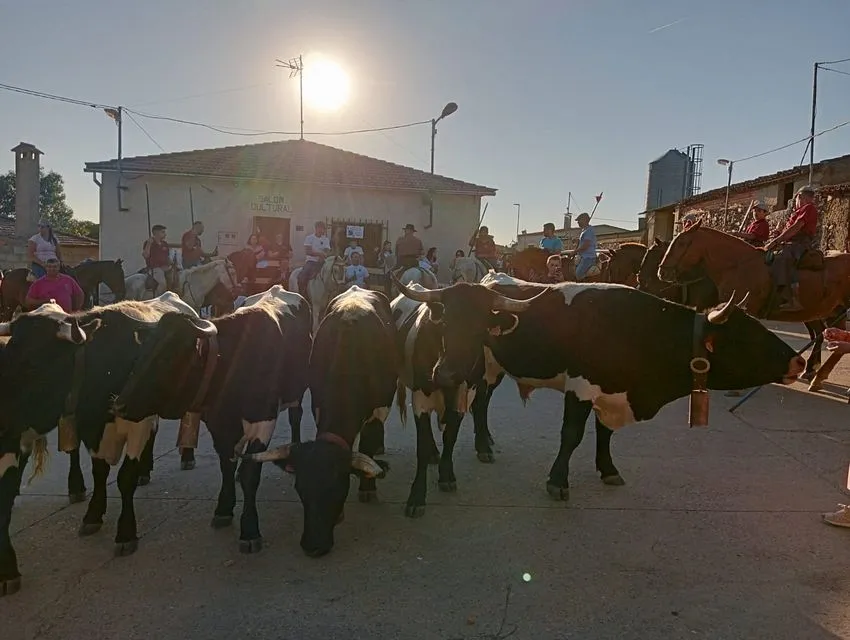 Exhibición trabajo con bueyes en Martillán