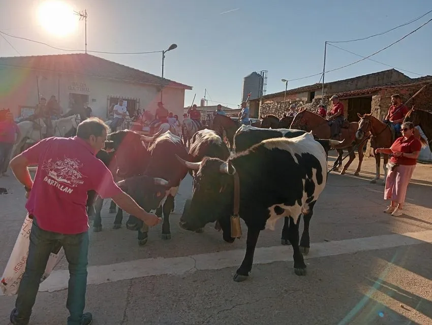 Exhibición trabajo con bueyes en Martillán