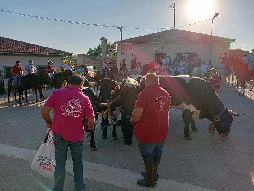 Exhibición trabajo con bueyes en Martillán