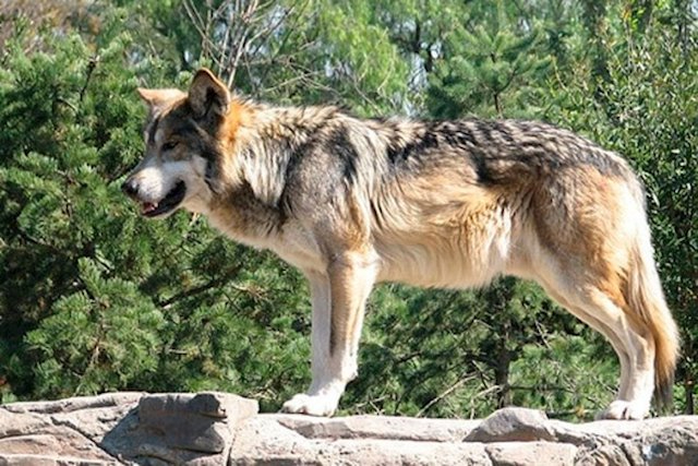 Foto 1 - COAG denuncia que cada día se producen 35 ataques de lobos a ganado en la España rural