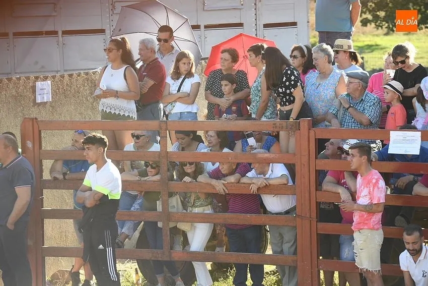 Vaquillas en Pedrotoro/ Fotos Adrián M.Pastor