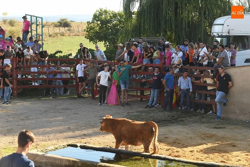 Vaquillas en Pedrotoro/ Fotos Adrián M.Pastor