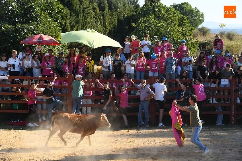 Vaquillas en Pedrotoro/ Fotos Adrián M.Pastor